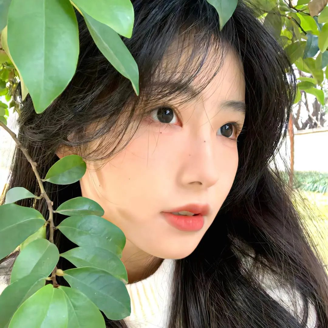 香山叶正红